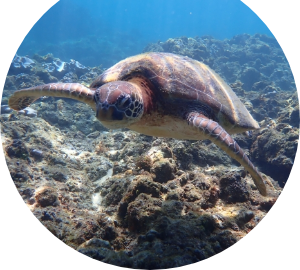 honu